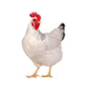 Meet your Posher, Kylie